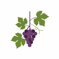 Stylized Purple Grapes with Green Leaves and Vine Tendril Illustration