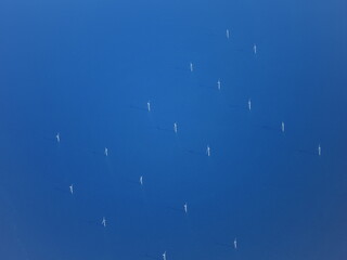 Blue sky with many white clouds and a few white birds flying in the sky