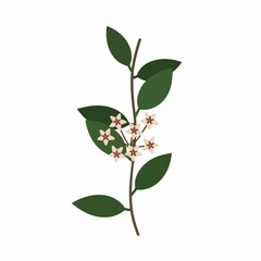 Delicate Hoya Branch with Creamy White Flowers and Lush Green Leaves