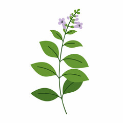 Delicate Lavender-Bloomed Herb with Lush Green Foliage