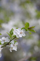 Close up of a white flower with a green stem