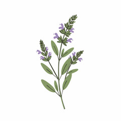 Delicate Sage Branch with Clusters of Purple Flowers