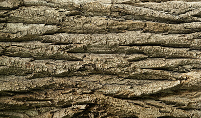 Old bark tree texture. Natural wood surface pattern, old tree skin