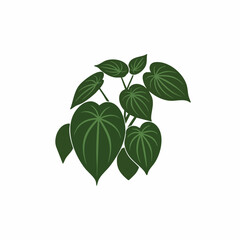 Fototapeta premium Lush Heart-Shaped Leaves of a Philodendron Plant
