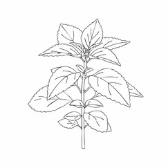 Detailed Line Drawing of a Single Peppermint Plant