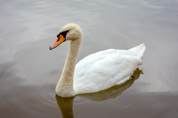 Obraz premium Mute Swan in the water. White swan swimming on water. (Cygnus olor)