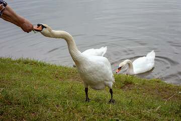 Mute Swan (Cygnus olor) being fed hand