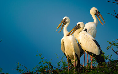 Three Asian Openbill Storks perched on treetops under clear blue sky at Keoladeo Bharatpur Bird Sanctuary, captured in vibrant natural light during golden hour.