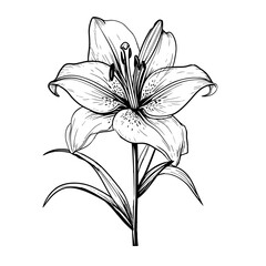 Obraz premium Lily flower with bud and leaves silhouette, black and white sketch. Vector illustration. Wildflowers, isolated on a white background. For decoration for birthday, wedding, postcards and invitations
