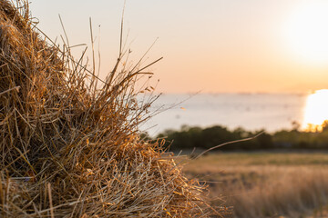 Close-up of dry hay against a glowing sunset over a calm sea. The warm light highlights the texture...
