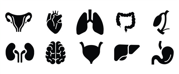 Human internal organs detailed icons set. Anatomical vector pictograms of human internal organs, body parts, in transparent background. Medical organs icon,