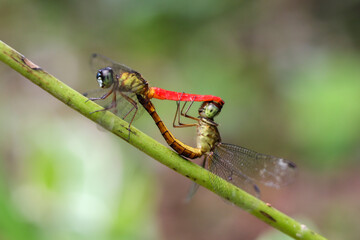 The moment of mating of dragonflies on the stem with nature blurred background 