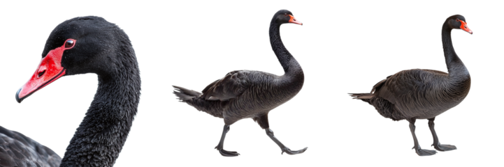 Set of black swans isolated on transparent background PNG