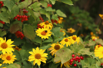 Beautiful yellow flowers near viburnum. Heliopsis and viburnum bush next to each other. Natural background with flowers. Selective focus. Nature in summer. Beautiful flowers blooming