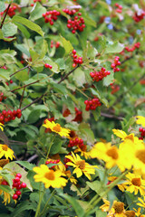 Beautiful yellow flowers near viburnum. Heliopsis and viburnum bush next to each other. Natural background with flowers. Selective focus. Nature in summer. Beautiful flowers blooming