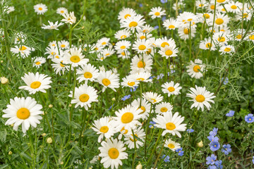Chamomile flower field. White daisies on spring meadow, wild camomiles in english garden