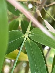 Gros plan sur des feuilles de bambou vertes avec tiges visibles, en pleine nature. Photo détaillée illustrant la texture des feuilles, idéale pour des usages botaniques, de design naturel ou comme fon