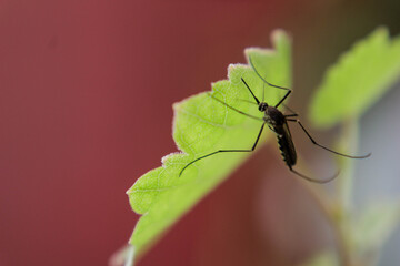 a mosquito on a grape leaf