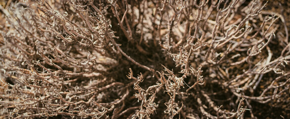 A dry tree without leaves with curved branches closeup view.