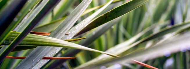 Tropical exotic green flora and growing plants, palm leaves with a rain drops closeup.