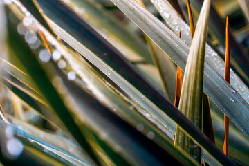 Tropical exotic green flora and growing plants, palm leaves with a rain drops closeup.