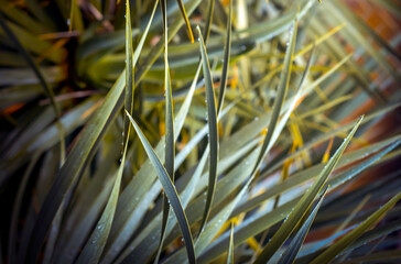 A tropical evergreen plant against the blurred background, palm leaves closeup.