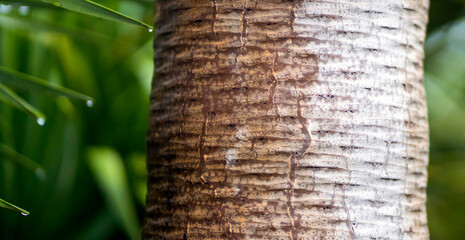 A bark on a palm trunk closeup, the exotic palm trees in a tropical forest.