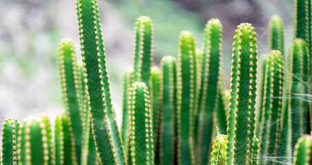 Exotic wild plants, cacti growing on desert soil, stems of green cactus closeup.