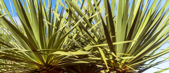 Tropical exotic green flora and growing plants, palms with bark on a palm trunk closeup.