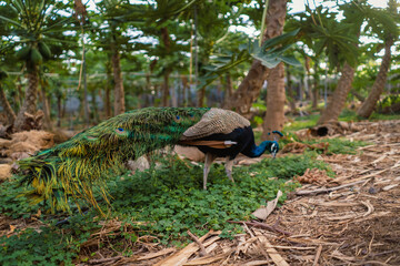 A peacock walking through a greenhouse, a tropical garden with a growing papaya trees.