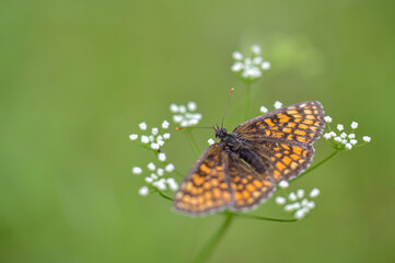 butterfly on flower