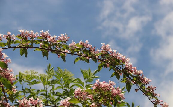 Blumenbogen vor blauem Himmel