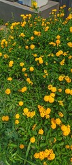 field of yellow flowers