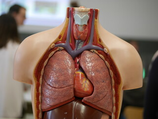 Model of a human body with a red heart and lungs