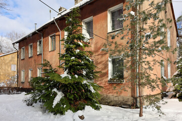 Old residential building with snow-covered evergreen trees and windows in winter yard.