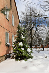 Snow-covered evergreen tree near old residential building with windows and bare winter trees in urban courtyard.