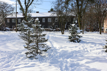 Snow-covered young pine trees in residential yard with dark building in background.