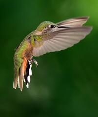 close up of a colorful female broad tailed hummingbird in flight in summer broomfield, colorado