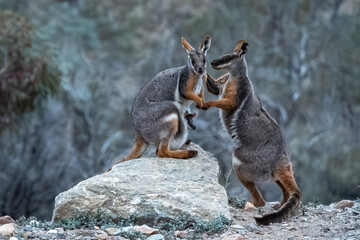 Yellow Footed Rock Wallaby with joey in pouch interacting with male.