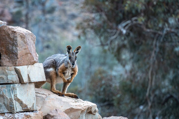 Yellow Footed Rock Wallaby perched on a rocky outcrop at Arkaroola