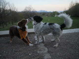 Two dogs are playing together in a park