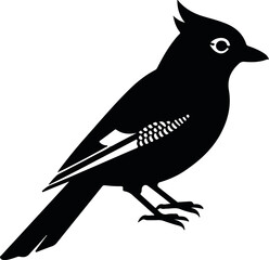 jay bird isolated on white background  songbird for wildlife and nature illustration