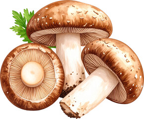 표고버섯 일러스트