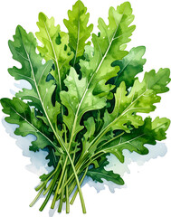 루꼴라 일러스트