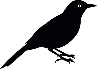 tailor birds isolated on white background small green songbird for wildlife and nature illustration