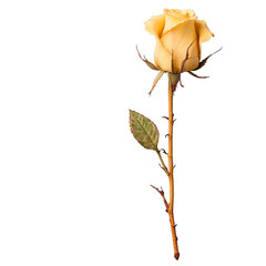 Delicate Yellow Rose on White Background A CloseUp of a Single Beautiful Flower.