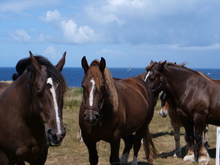 horses (trait bretons) in a field near the sea in Brittany