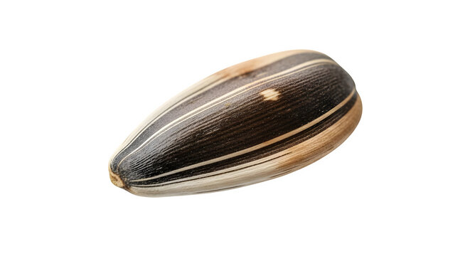Close up of a single sunflower seed on a black background view    .ai generative, transparent background, white background. isolated on white background