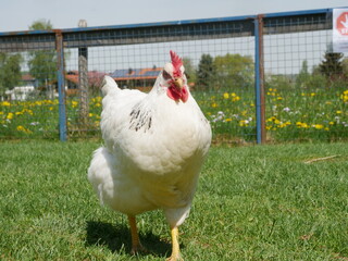 White chicken is standing in a grassy field