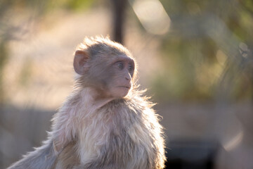 Shiraz, Iran - July 1, 2021:photo of animals in the zoo of Shiraz city